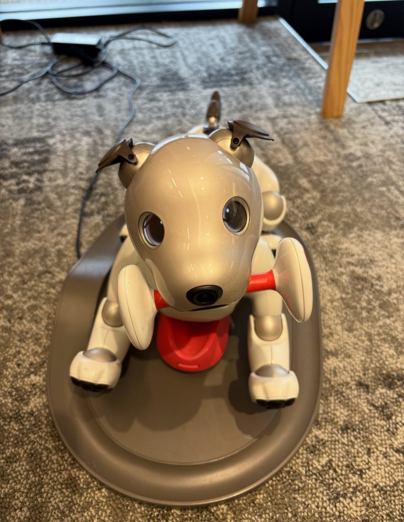 当院のマスコット犬です